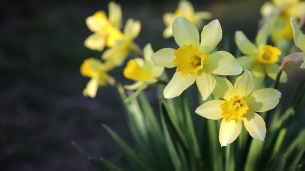 美丽的黄色水仙花 绿叶鲜绿 明亮的灯光下 背景是漆黑的春天花园视频 — 图库视频影像