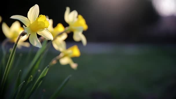 Hermosa Flor Narciso Amarillo Con Hojas Verdes Frescas Luz Brillante — Vídeo de stock