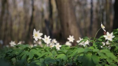 Güzel ahşap Anemone nemorosa çiçekleri çayır, yeşil ormandaki beyaz bahar çiçeği parlak doğa arka planına sahip