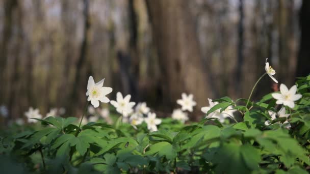 美丽的木 银莲花草甸 绿色森林中的白色春花 有明亮的自然森林背景 — 图库视频影像