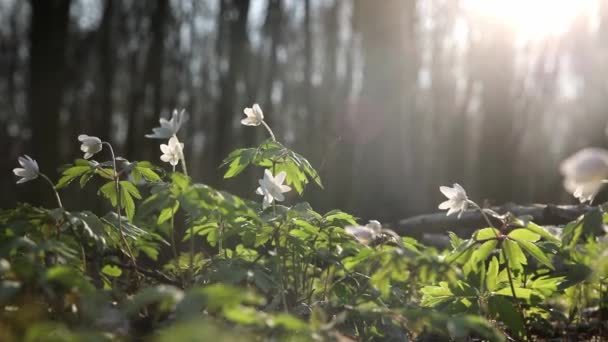 美しい木Anemone Nemorosaの花の牧草地 明るい光自然林の背景と緑の森の中の白い春の花 — ストック動画
