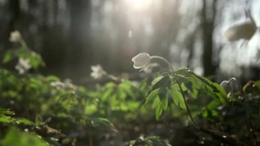 Güzel ahşap Anemone nemorosa çiçekleri çayır, yeşil ormandaki beyaz bahar çiçeği parlak doğa arka planına sahip