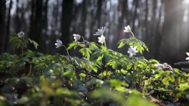 Güzel ahşap Anemone nemorosa çiçekleri çayır, yeşil ormandaki beyaz bahar çiçeği parlak doğa arka planına sahip