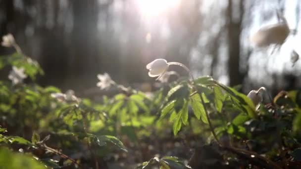 Mooi Bos Anemone Nemorosa Bloemen Weide Witte Lente Bloem Groen — Stockvideo