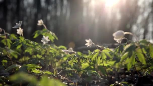 Beau bois Anemone nemorosa fleurs prairie, blanc fleur de printemps dans la forêt verte avec un fond de forêt de lumière vive nature 