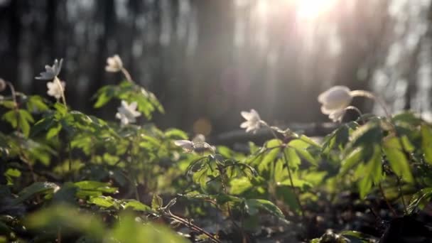 Gyönyörű Anemone Nemorosa Virágok Rét Fehér Tavaszi Virág Zöld Erdőben — Stock videók