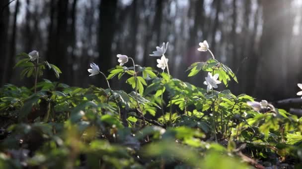 美しい木Anemone Nemorosaの花の牧草地 明るい光自然林の背景と緑の森の中の白い春の花 — ストック動画