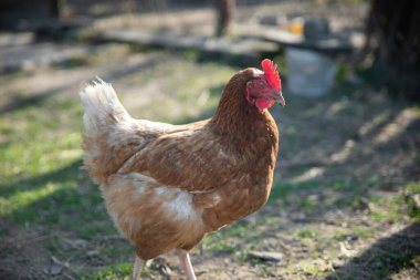 Kahverengi tavuk, güneşli bir havada, çiftlik köyünün kırsalında yürüyor.