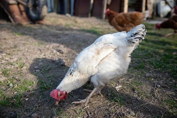 2人の鶏が農場の村の田舎の屋外で食べ物を探して歩く — ストック写真