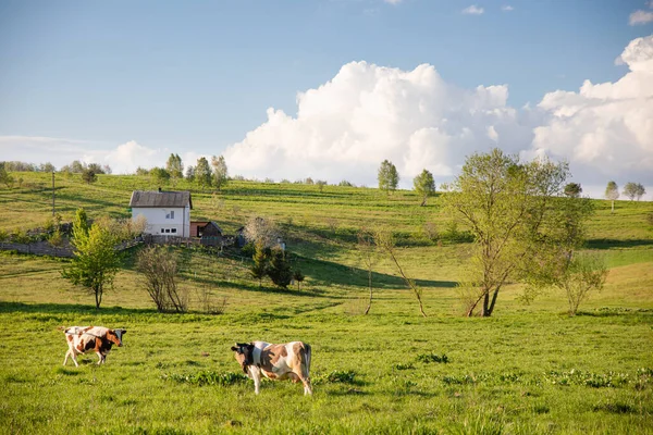 Dvě Šťastné Hnědé Krávy Jíst Trávu Zeleném Letním Trávníku Venkově — Stock fotografie