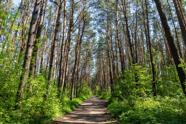 美しい緑の夏の砂利道周囲に緑の茂みと森の松 — ストック写真