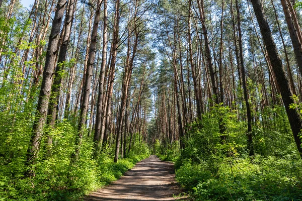 Landschaftlich Schöne Schotterstraße Schönen Grünen Sommer Kiefernwald Mit Grünen Sträuchern — Stockfoto