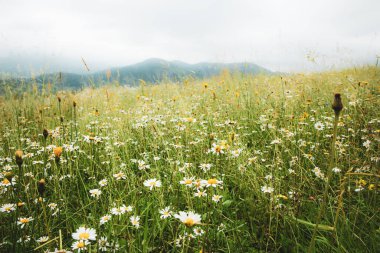 Güzel bir yaz çayırı, papatya ve karahindiba çiçekleri ile yemyeşil çimenler içinde dağlar arka planda.