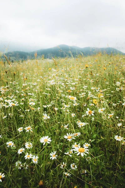 山の背景を持つ緑豊かな緑の芝生の中でデイジーとタンポポの花と美しい夏の牧草地 — ストック写真