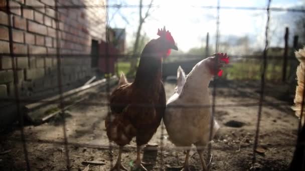 Bílá Hnědá Slepice Kráčející Venku Plotem Vesnici Hledající Potravu — Stock video