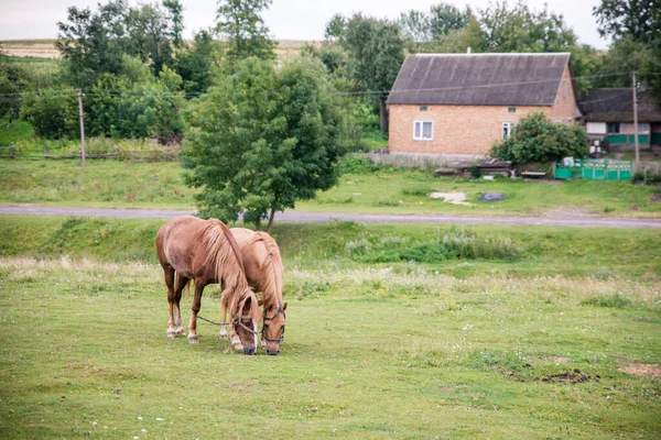 Dva Hnědé Domy Svázané Dohromady Jíst Trávu Louce Venkově Vesnice — Stock fotografie