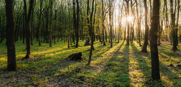 夏の森の夕日 緑の夏の森の美しい太陽の光 緑の草や花の背景を持つ野生の森のパス — ストック写真