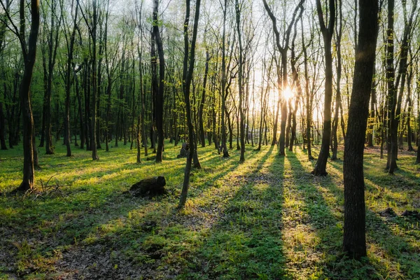 Sonnenuntergang Sommerwald Schönes Sonnenlicht Grünen Sommerwald Pfad Wilden Wald Mit — Stockfoto