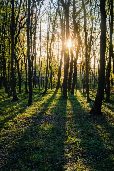 Sonnenuntergang Sommerwald Schönes Sonnenlicht Grünen Sommerwald Pfad Wilden Wald Mit — Stockfoto