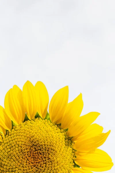 Bright yellow sunflower on clear white background, summer nature flower with copy space
