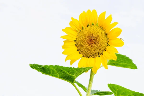 Heldere Gele Zonnebloem Heldere Witte Achtergrond Zomer Natuur Bloem Met — Stockfoto