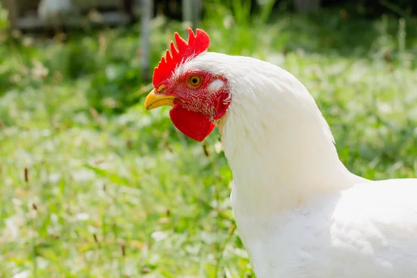 Beyaz Tavuk Yeşil Çimenli Arka Planda Çiftlik Köyünün Kırsalında Yürüyor — Stok fotoğraf