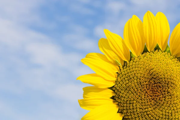 Ljusgul Solros Blå Himmel Bakgrund Sommar Natur Blomma Med Kopia — Stockfoto