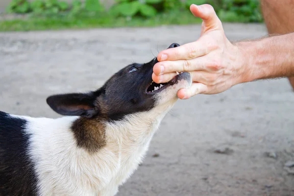 Küçük beyaz köpek öfkeyle elini ısırıyor, tehlikeli saldırgan evcil hayvan.