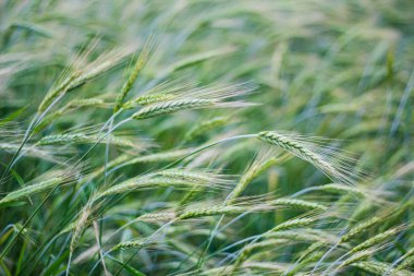 Yeşil çavdar tarlası arkaplan manzarası, organik çiftlikte bitki yetiştirme