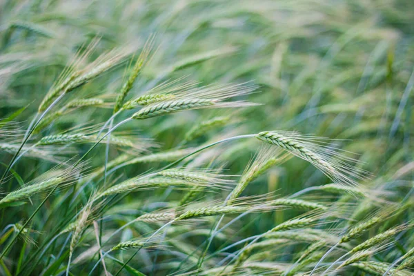 Grüne Roggen Feld Hintergrundlandschaft Pflanzen Wachsen Auf Bio Bauernhof — Stockfoto