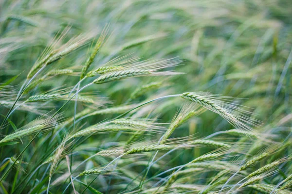 Groene Rogge Veld Achtergrond Landschap Groeiende Planten Biologische Boerderij — Stockfoto