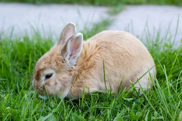 Piccolo Coniglietto Marrone Casa Coniglio Animale Domestico Closup Erba Verde — Foto Stock