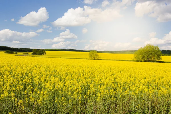 青空の背景 夏の花の牧草地と美しい明るい黄色の菜の花畑 — ストック写真