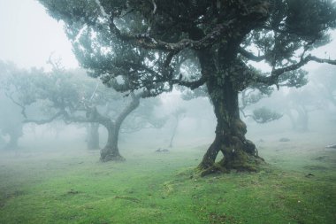 Magical endemic laurel trees in Fanal laurisilva forest in Madeira, World Heritage Site by UNESCO in Portugal. Beautiful green summer woods with thick fog clipart