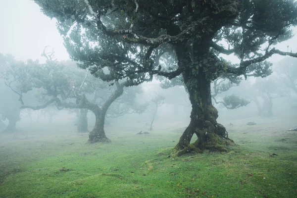 ポルトガルのユネスコ世界遺産に登録されているマデイラのファナル ラウリシヴァの森の魔法の固有月桂樹の木 濃い霧の美しい緑の夏の森 ストック画像