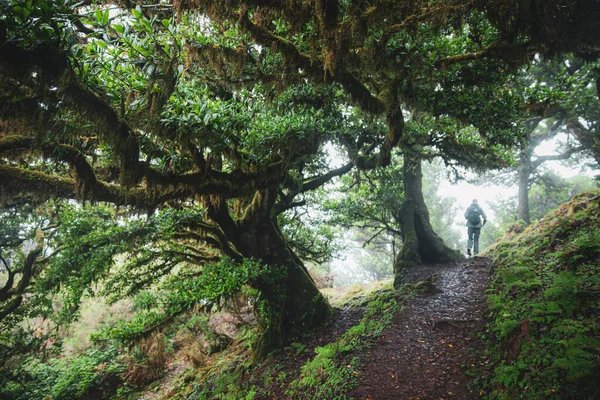 Yeşil defne ormanlarında yürüyüş yolunda yürüyen bir adam. Madeira adasındaki Endemic Laurisilva Ormanı, UNESCO 'nun Dünya Mirası Alanı