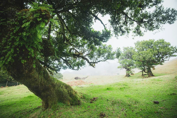 Magical endemic laurel trees in Fanal laurisilva forest in Madeira, World Heritage Site by UNESCO in Portugal. Beautiful green summer woods with thick fog