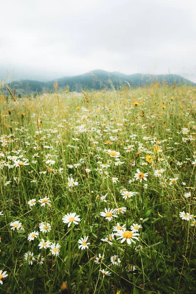 Piękna letnia łąka z kwiatami stokrotki i mniszka lekarskiego w bujnej zielonej trawie — Zdjęcie stockowe