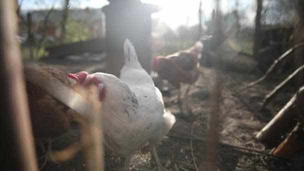 Bílá Hnědá Slepice Kráčející Venku Plotem Vesnici Hledající Potravu — Stock video