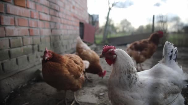 Pollo Gallina Blanco Marrón Caminando Aire Libre Por Detrás Valla — Vídeos de Stock