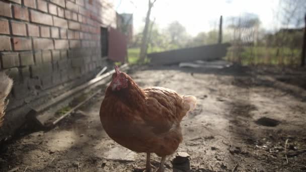 Poule Blanche Brune Marchant Extérieur Derrière Clôture Dans Village Agricole — Video