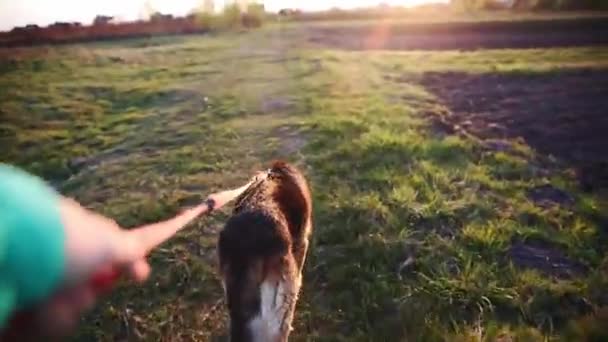 Rastar Hunden Ett Koppel Synvinkel Grön Sommarfält Solnedgången Bakgrund — Stockvideo