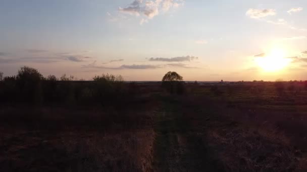 Gyönyörű Festői Légi Drón Videó Zöld Nyári Mező Naplemente Fény — Stock videók