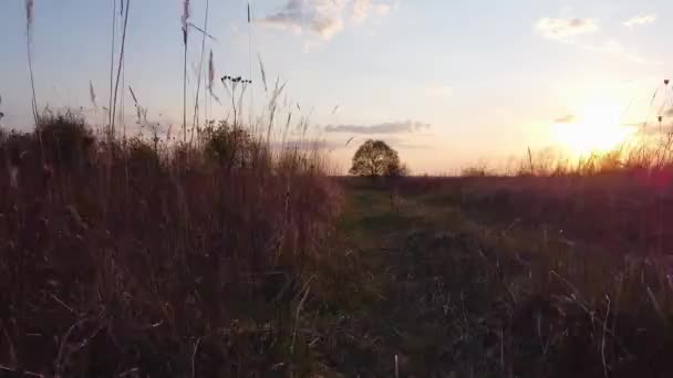 Vackra Natursköna Antenn Drönare Video Grönt Gräs Väg Sommarfält Solnedgången — Stockvideo
