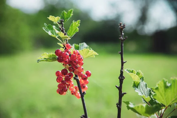 Ribes Rubrumbär Röda Vinbär Grön Gren Sommarträdgården — Stockfoto