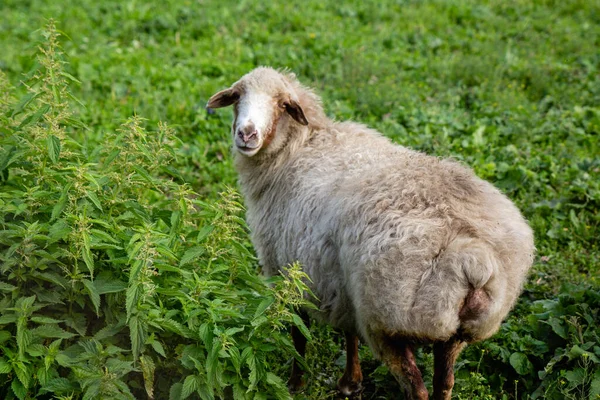 Ony Špinavé Bílé Ovce Zelené Pastviny Letní Louka — Stock fotografie