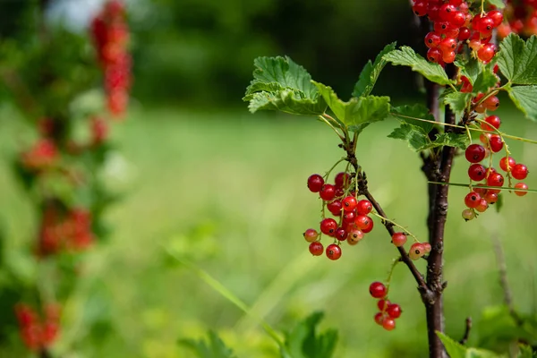 Ribes Rubrumbär Röda Vinbär Grön Gren Sommarträdgården — Stockfoto