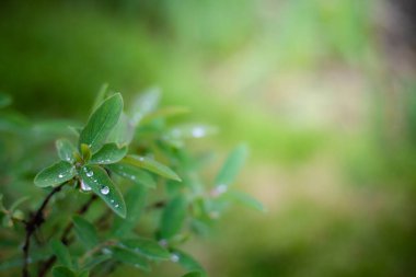 Yaz bahçesindeki yeşil bitki çimlerine yağmur damlaları ve fotokopi alanı