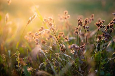 Yeşil çimen bitkileri yaz çayırlarında parlak günbatımı ışığında arka planda