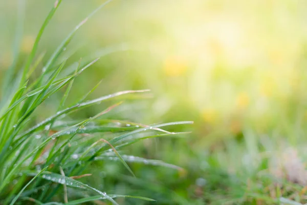 Rain Drops Green Plant Grass Summer Garden Light Background Copy — Stock Photo, Image